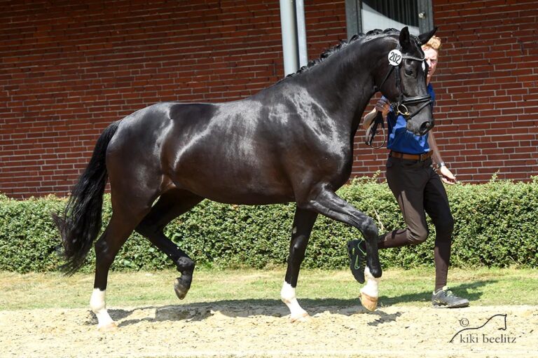 Stutenleistungspruefung OL vom 5-8 Juni in Vechta